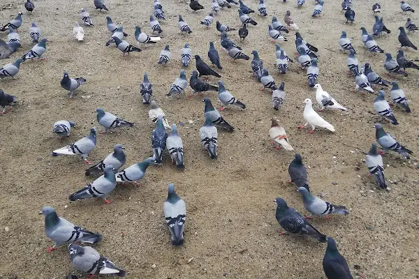 Manastır Taksi