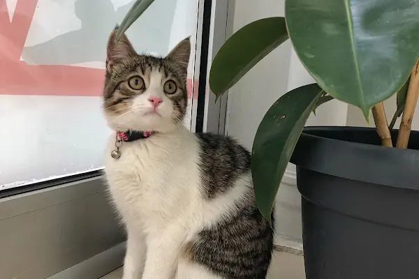 Vet Center Konya - Vetcenter Veteriner Kliniği