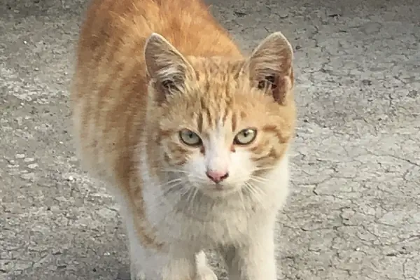 Ak-Vet Akdeniz Veteriner Kliniği