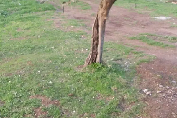 Furunlu Mezarlığı