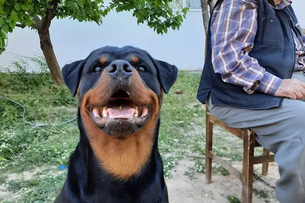 Pergamon Veteriner Kliniği