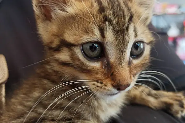 Arnavutköy VetLife Veteriner Kliniği