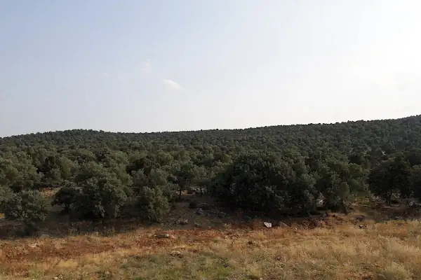 Akören Jandarma Hatıra Ormanı