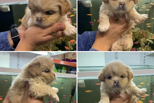 Pınar Petshop
