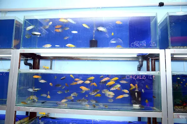 Elif Akvaryum Pet Shop