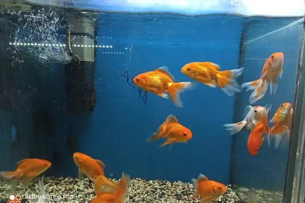 Eymen Pet Shop &amp; Akvaryum