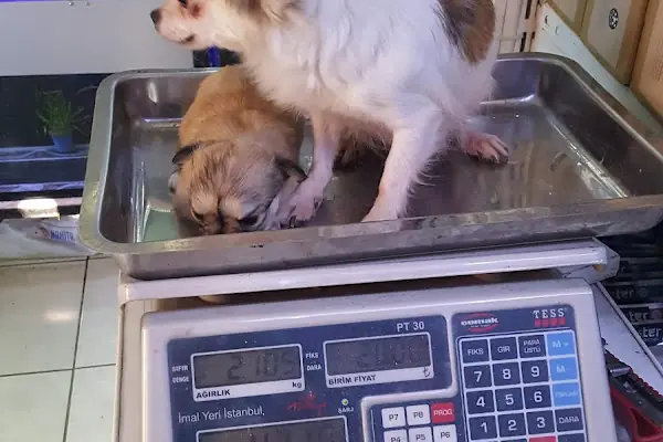 AH-ZOO PETSHOP AKVARYUM