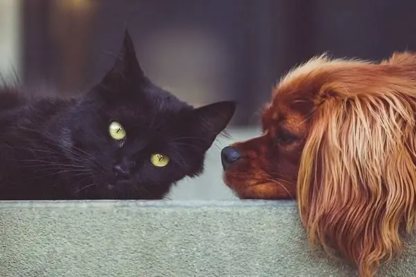 Novapet Veteriner Kliniği