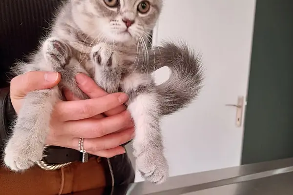 Çerkezkoy Petlife Veteriner Kliniği