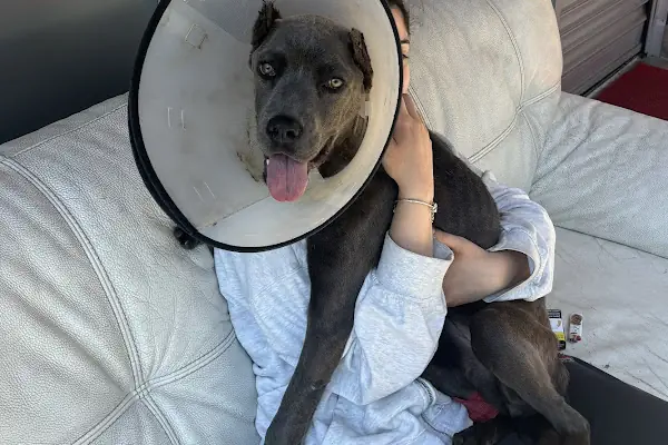 Ataşehir HUGO Veteriner Kliniği - Ataşehir 7/24 Veteriner - Acil Veteriner