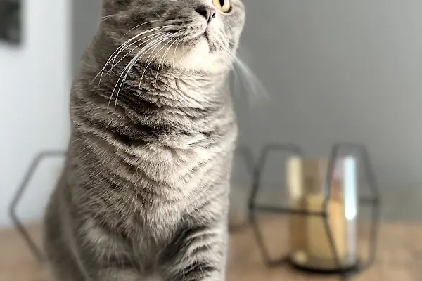 Nuhun Gemisi Veteriner Klınıği