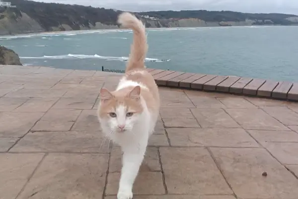 Karaburun günbatımı terası