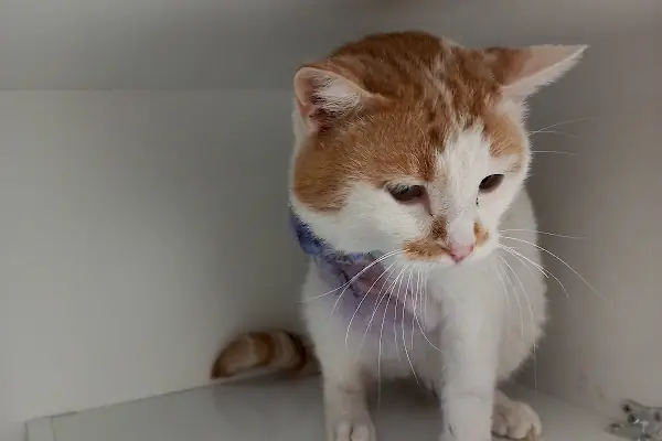 PELİT VETERİNER KLİNİĞİ