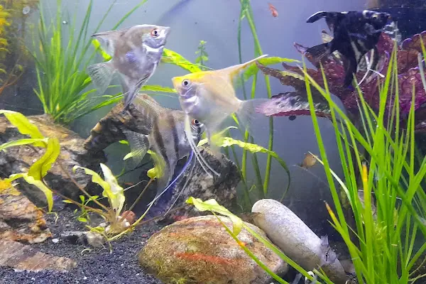 Masal petshop