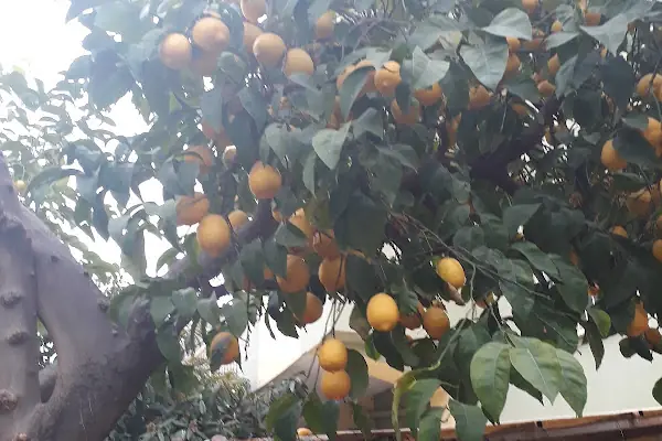 Seyhan Belediyesi Belediye Evleri Mahallesi 3 Nolu Koruluk Alanı