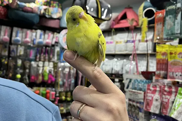 PETSHOP EVCİL HAYVAN DÜNYASI İZMİT