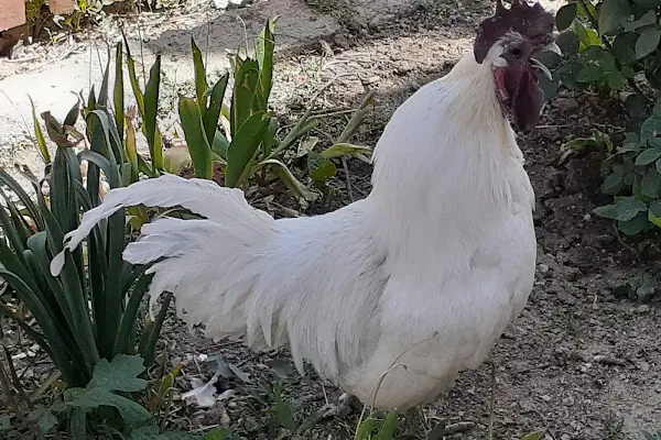 Doğa Kanatlı Hayvancılik