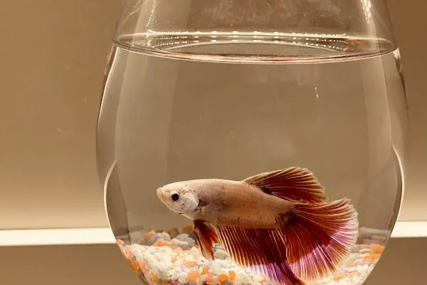 ÇAĞLAYAN PETSHOP