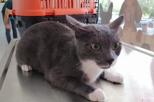 Vetocan Veteriner Kliniği