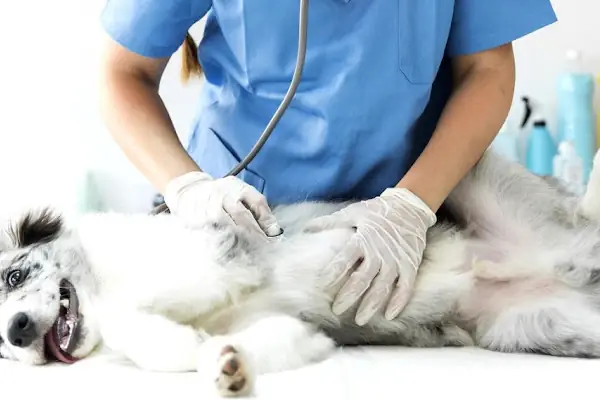 Pethome Veteriner Kliniği