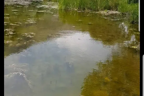 Alicin kamp alanı