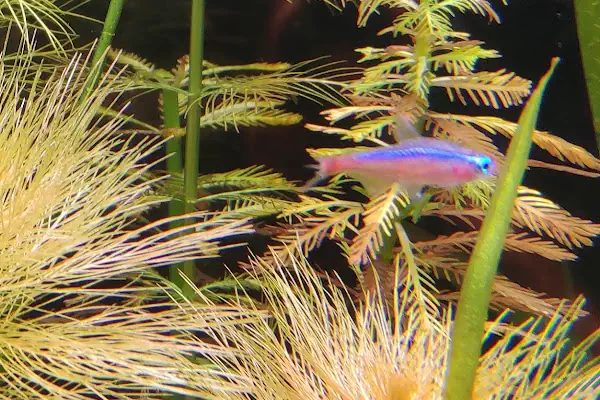 Bursa Cihan Akvaryum &amp; Petshop