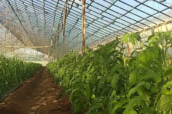 Karaçalı Mezarlığı
