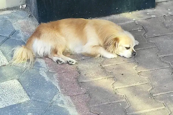 Venüs Veteriner Kliniği Adana