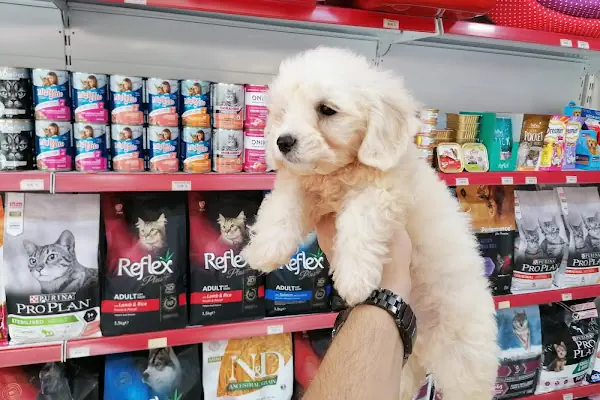 Pet Markt