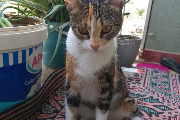 Bornova Belediyesi Kedi Kliniği