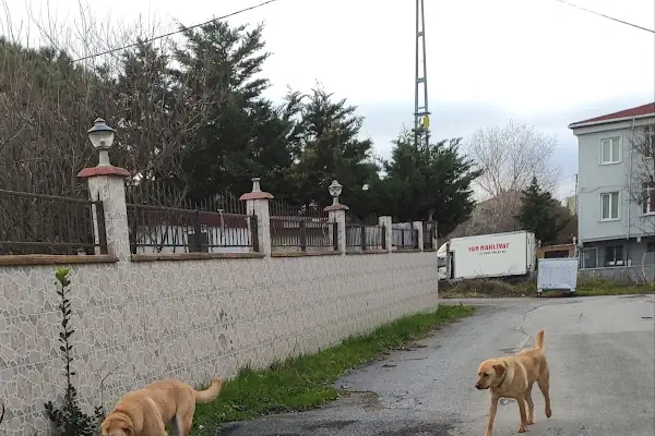 VİKTORUN MEKANI