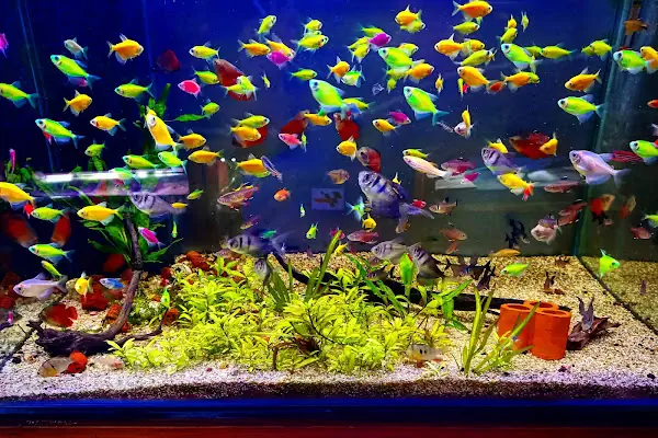 Destan Akvaryum ve pet Market