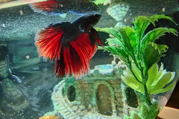 Konya akvaryum petshop
