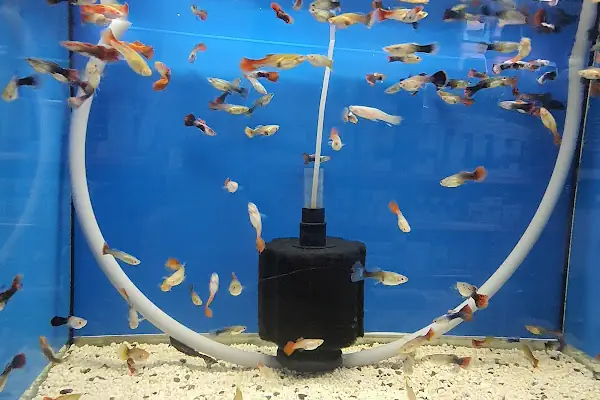 Emir Akvaryum Pet Shop