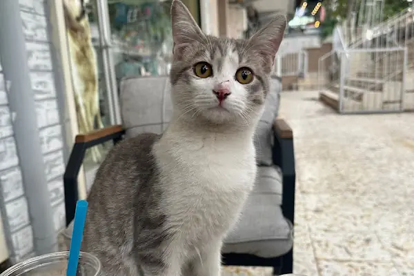 Ares Veteriner Kliniği