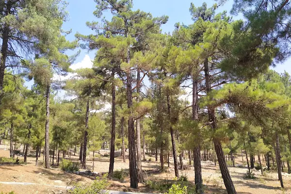 Büyükşehir Belediyesi Aladağ Hizmet Binası