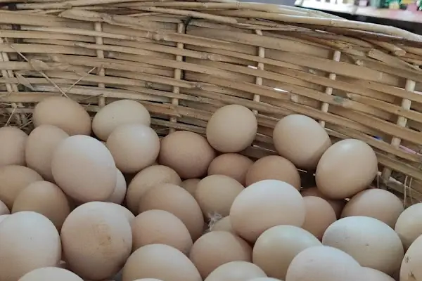 Şen mar