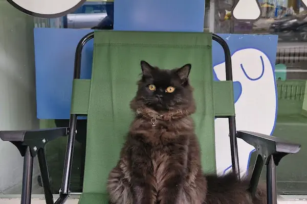 Lavin Mamak Veteriner Kliniği