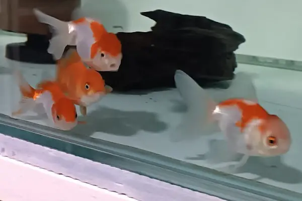 Aliağa Ünlü Akvaryum Pet Shop