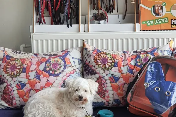 Diyarbakır veteriner Petshome