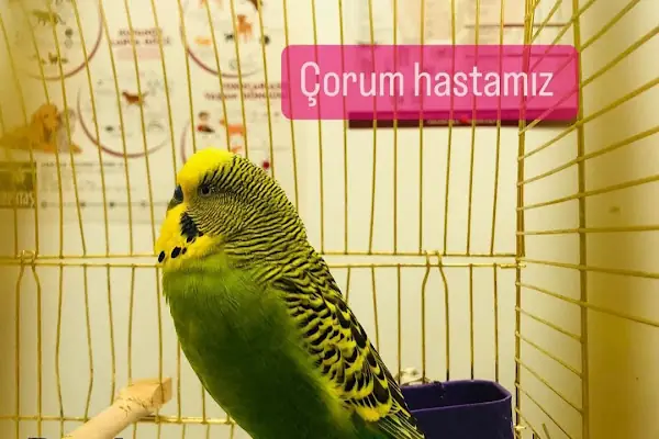 İHSAN ÖZER VETERİNER KLİNİĞİ -Kuş -Kedi -Köpek- Ankara kuş veterineri - Keçiören veteriner kliniği