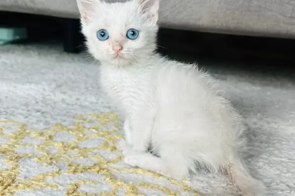 Esenyurt Best Vet Veteriner Kliniği 7/24