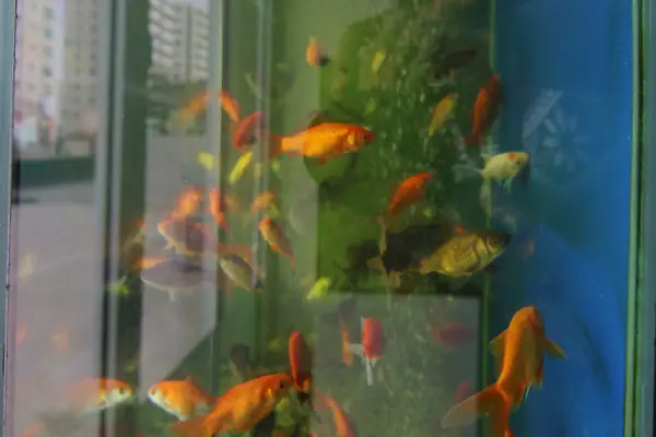 Seda Akvaryum &amp; Pet Shop