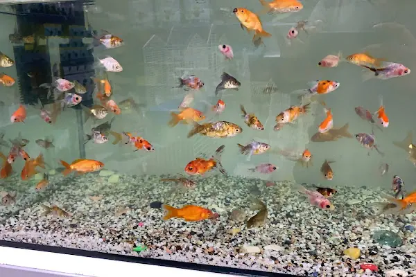LİVAMİR PETSHOP AKVARYUM