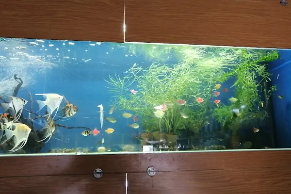 Akın Akvaryum