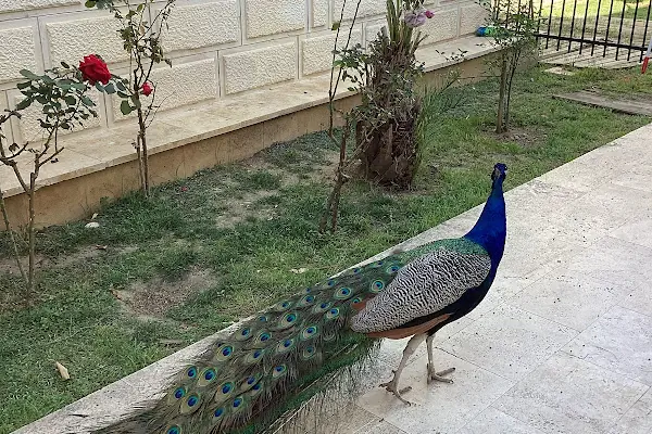Küba Kültür Kafe