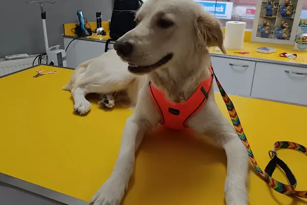 Petstory Veteriner Kliniği 7/24 Küçükçekmece