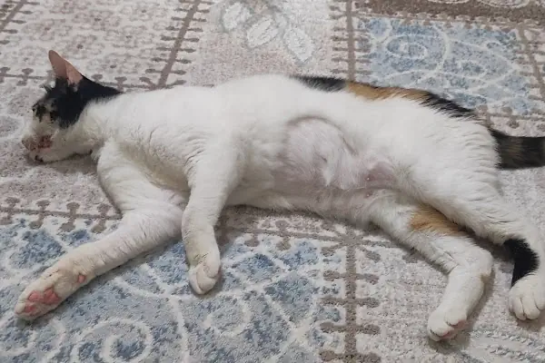 Venüs Veteriner Polikliniği