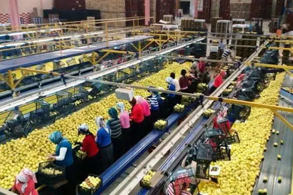 Polat Narenciye (Polat Citrus Industry)