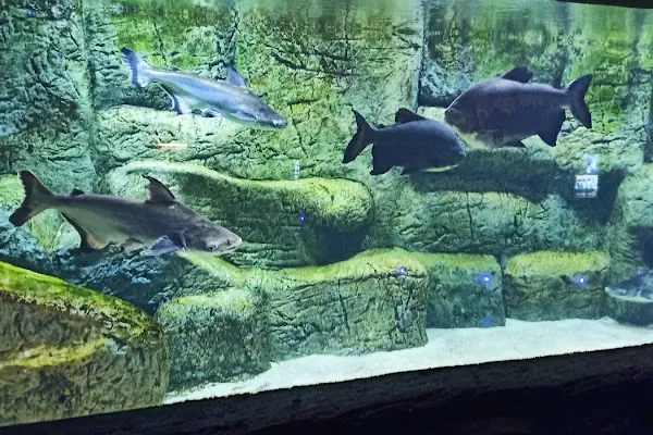 Aqua Vega Akvaryum